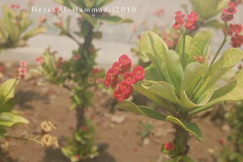explored :D | by Hessa AlHammadi