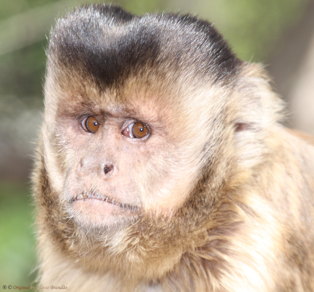 Série com o Macaco Prego (Cebus apella) - Series with the Capuchin monkey - 26-06-2010 - IMG_3694