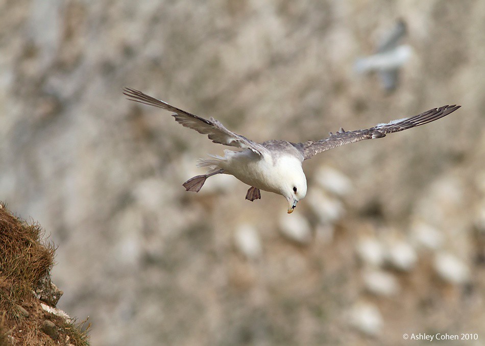 Fulmar - RSPB Bempton clffs - [Bridlington Day Three] | Flickr