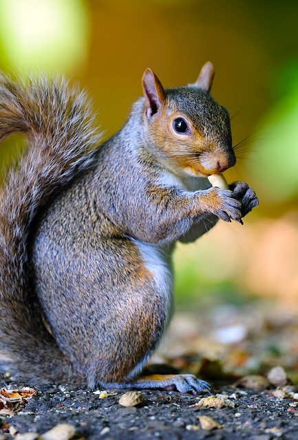 Gray Squirrel Eats A Peanut