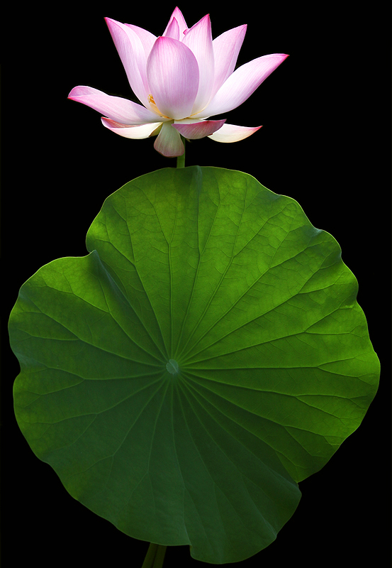 Lotus Flower - IMG_4138