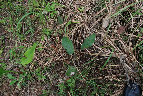 Cacao-13_2008 | by myforestfarm