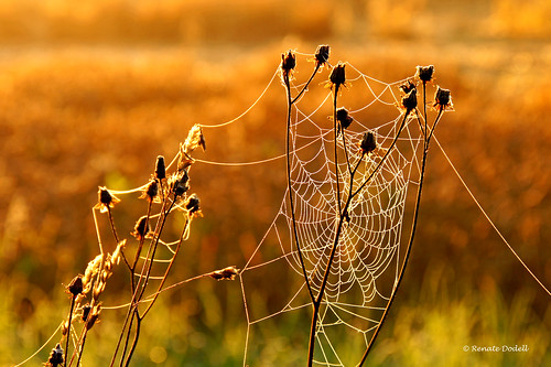 Golden Cobweb by Renate Dodell