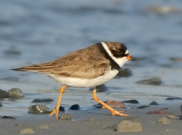 Semipalmated Plover on the run