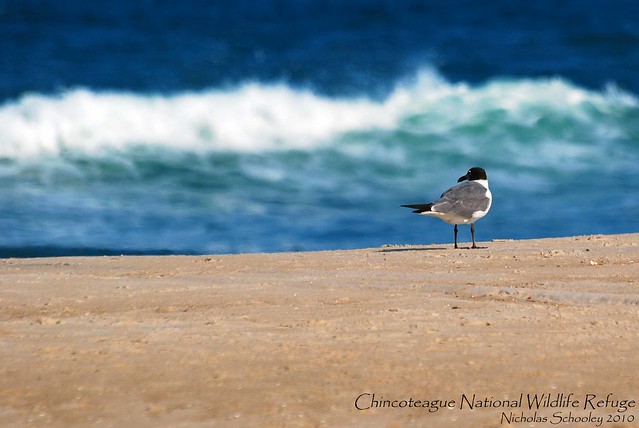 Laughing Gull on the lookout...