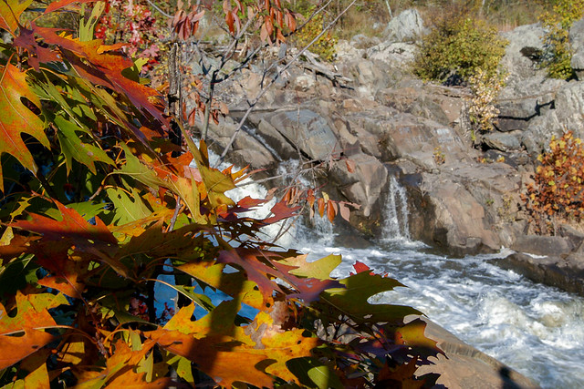 Fall Leaves at Great Falls