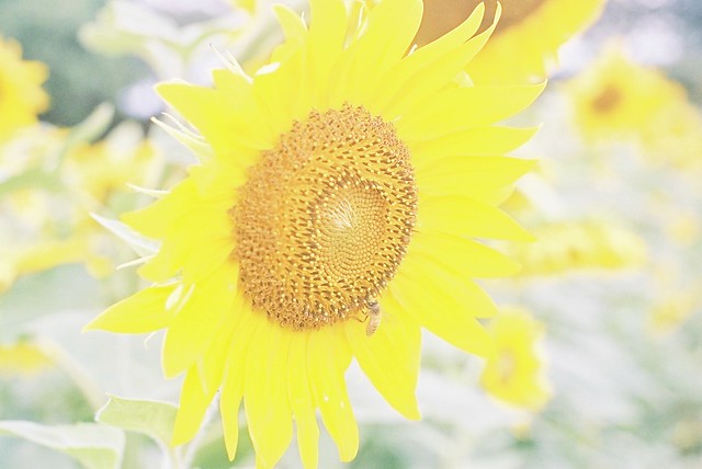 *sunflower