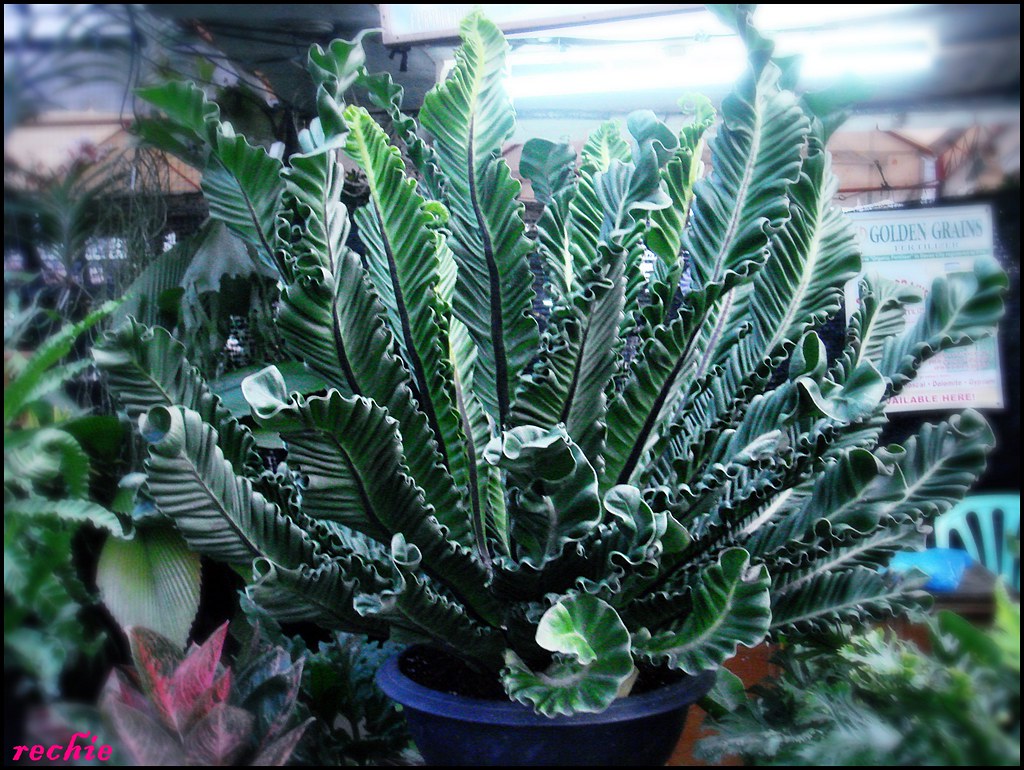 Cobra Fern | This was sold for no less than 60,00 Php. Of co… | Flickr