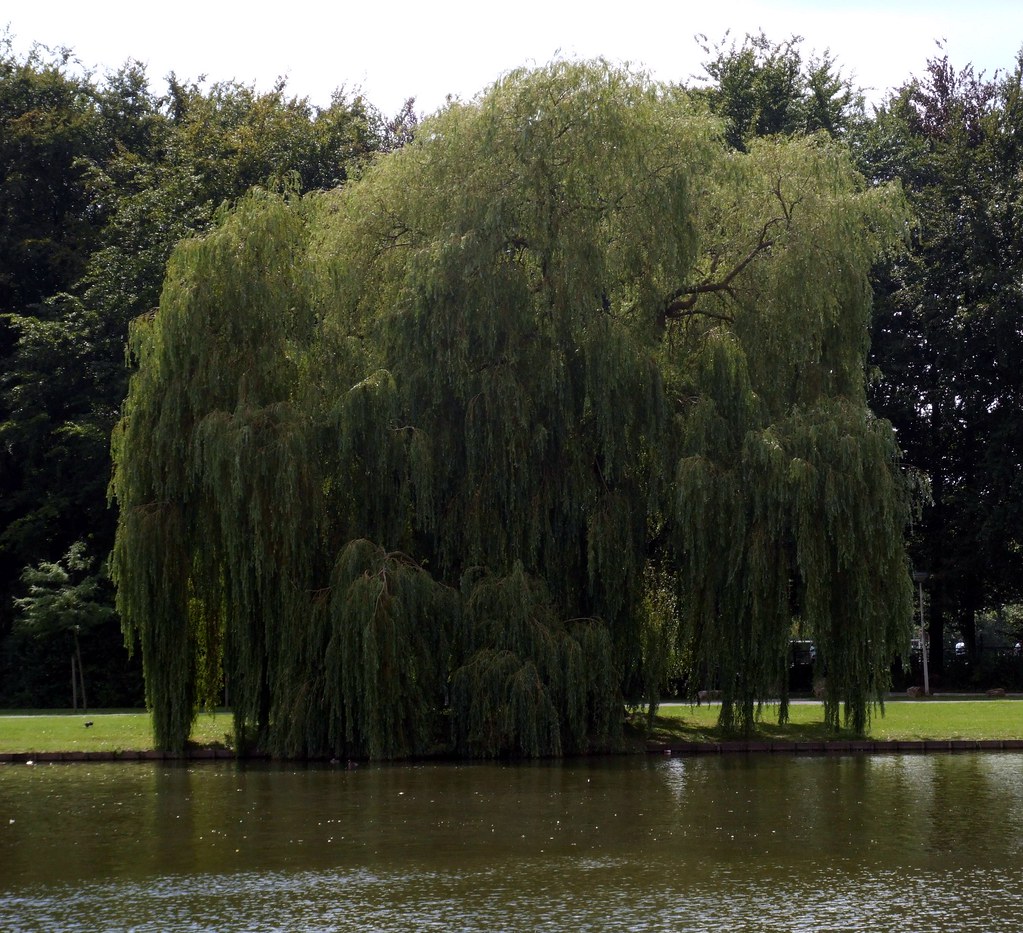 Sad Tree Types Sunlacking | sad tree | True_Colours | Flickr