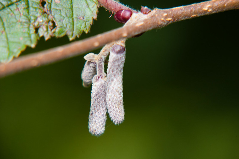 Hazel catkins