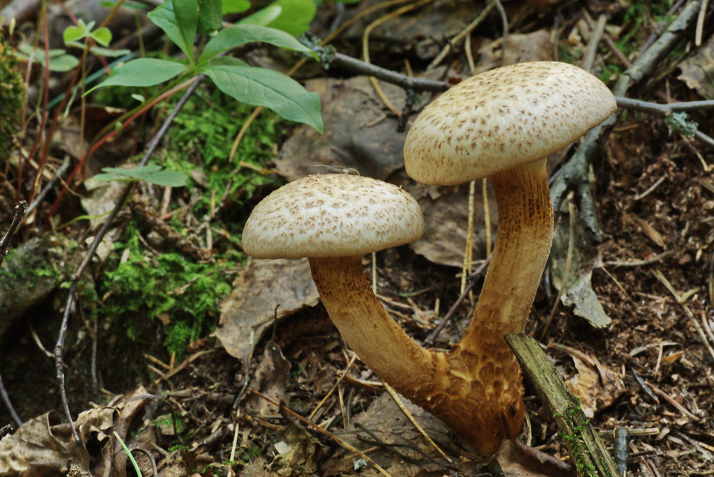 Гриблен. Neolentinus lepideus. Пилолистник чешуйчатый шпальный гриб Lentinus lepideus. Neolentinus cyathiformis. Волоконница похожая.