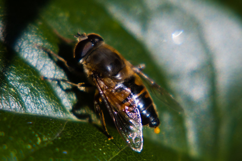 Hoverfly