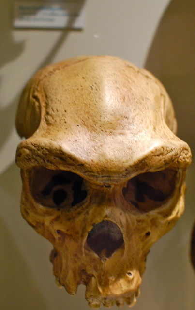 Harvard Museum of Natural History: Skulls & the evolution of homo sapiens: Homo heidelbergensis