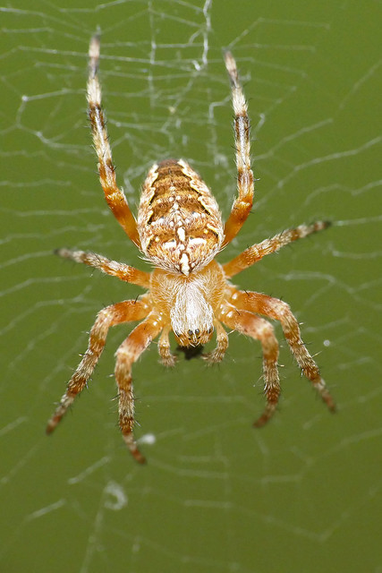 365 - Image 187 - Spider... **Explored**