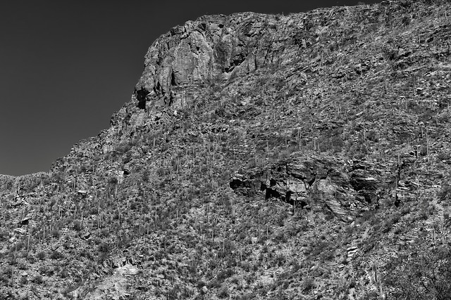 Saguaro Cactus Along a Mountainside of Blackett's Ridge (Black & White)