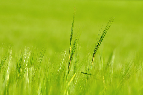 summer macro green nature field barley germany landscape deutschland nikon dof sommer natur feld ear spike ulm gerste energon d90 ähre eselsberg 70300vr