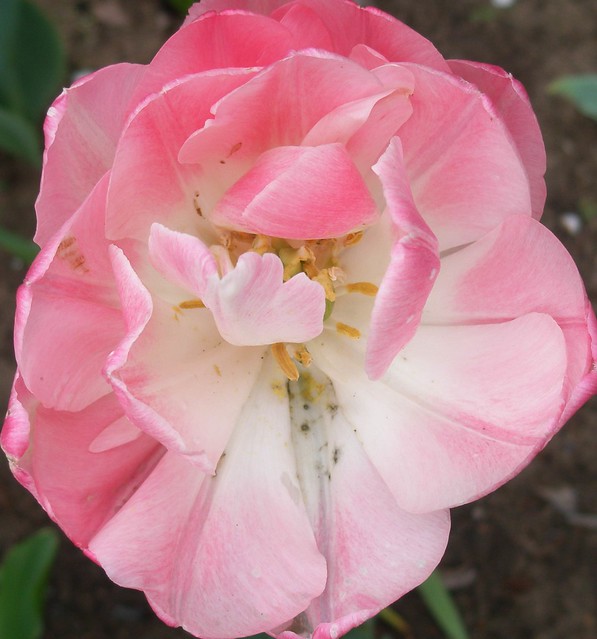 Pale-pink petals...