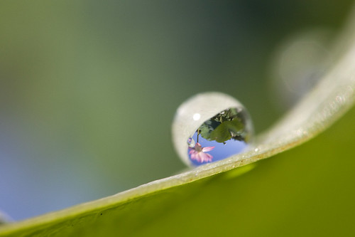 macro waterdrop colours lily lotus round shape canoneos5dmarkii