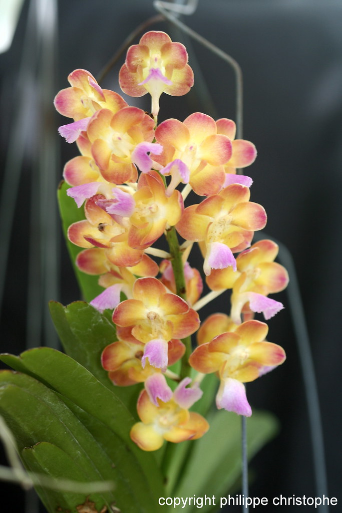 Orchid Vanda Rhynchorides Bangkok Sunset Exotic Tropical Plants
