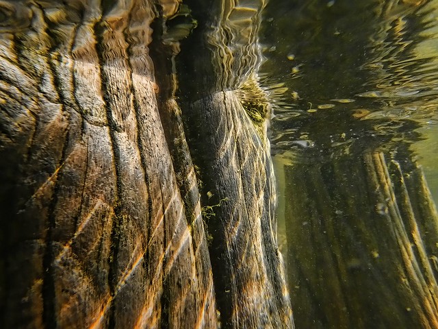 Eroded Wood/Underwater, Long Island Sound