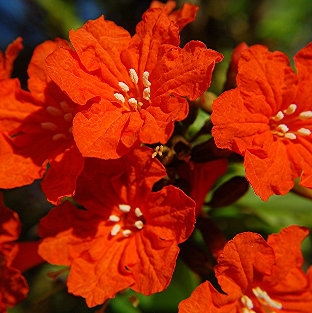 Crinkly Orange Geiger and its 6 contrasting white stamens