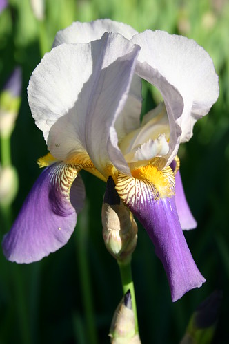 Beautiful Iris | by Clear Hard Color