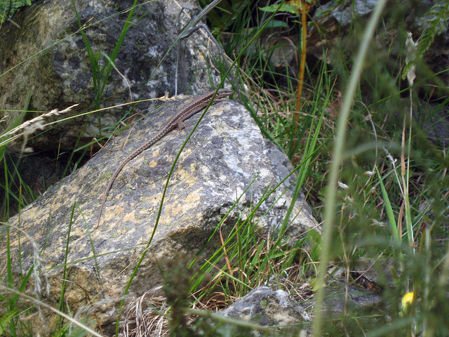 Гущер Гърнати 2007 г. Lizard Garnati Bulgaria