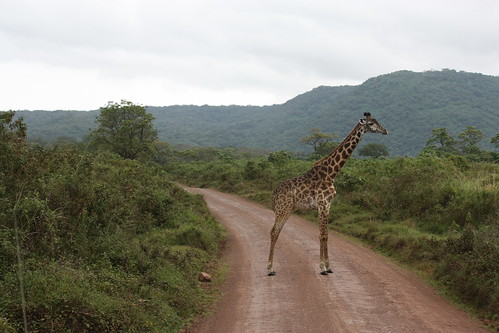 park wild animal tanzania national giraffe parc animalplanet arusha girafe sauvage tanzanie