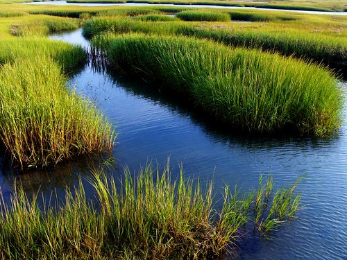 blue green water grass capecod estuary coastal wetlands marsh minoltadimagea1 greysbeach basshole yarmouthportma chasegardencreek