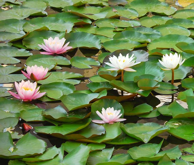 water lily (To Marilyn Monroe)