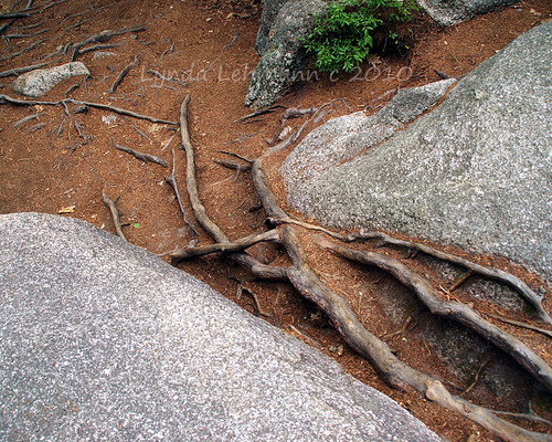 Roots | Tree roots feeling their way along the forest path, … | Flickr