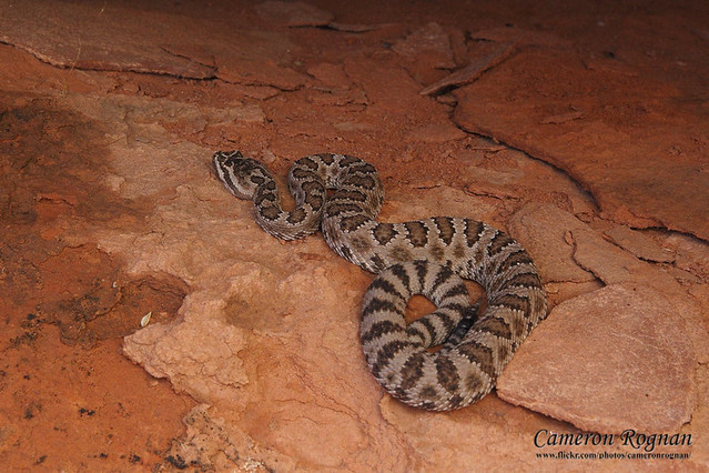 Great Basin Rattlesnake
