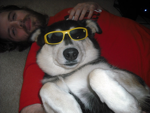Cool Husky with Fashion Sunglasses