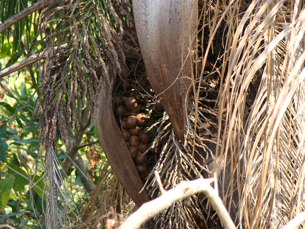 Macaúba / macaubeira (Acrocomia aculeata). A Brazilian palm