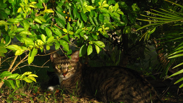 jungle cat cat!