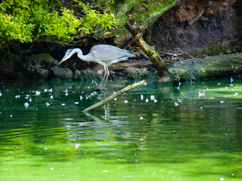 West Park heron fishing