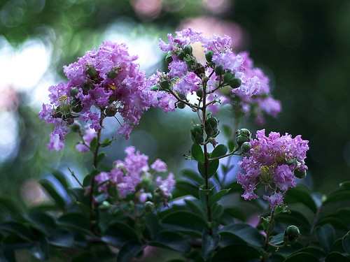 Crape-myrtle by slowhand7530