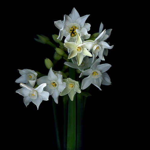 NIGHTS IN WHITE SATIN... Narcissus for THE ROMANTIC SEASON by magda indigo