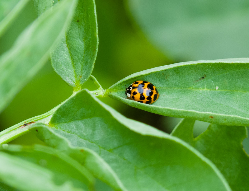 Harlequin ladybird