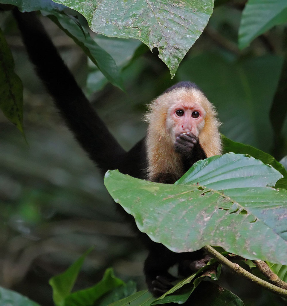 White-faced Capuchin, Tortuguero National Park - Costa Rica 2010