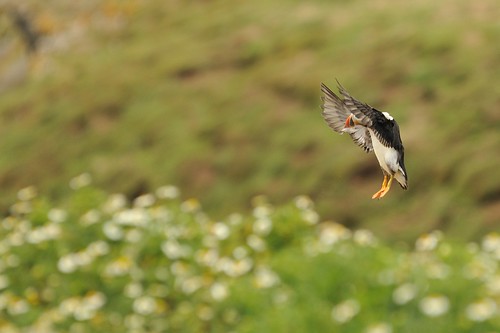 Puffin Flying | by Ami 211