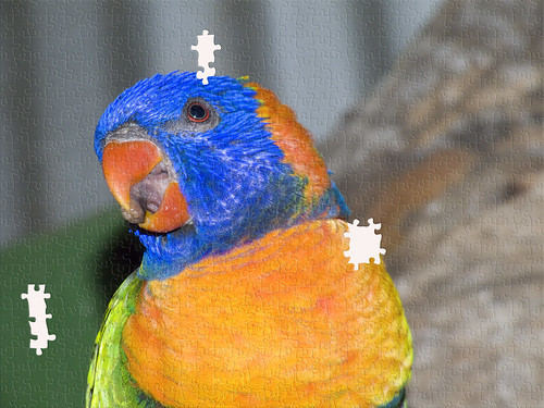 bird photoshop parrot puzzles