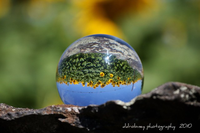 Crystal Ball series #2 - sunflowers and barbed wire