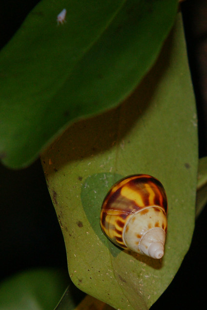 Florida Tree Snail