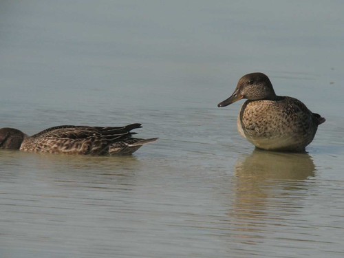 Sarcelles d'hiver Mazères -09- Aout 2010 | by Froggy Birder