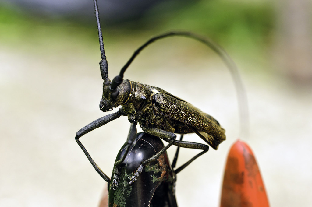 Black bug at top of a stalk