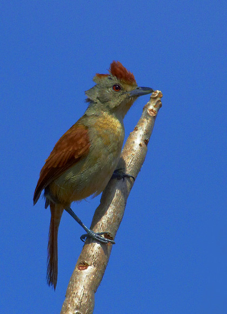 Choca-de-asa-vermelha (Rufous-winged Antshrike)