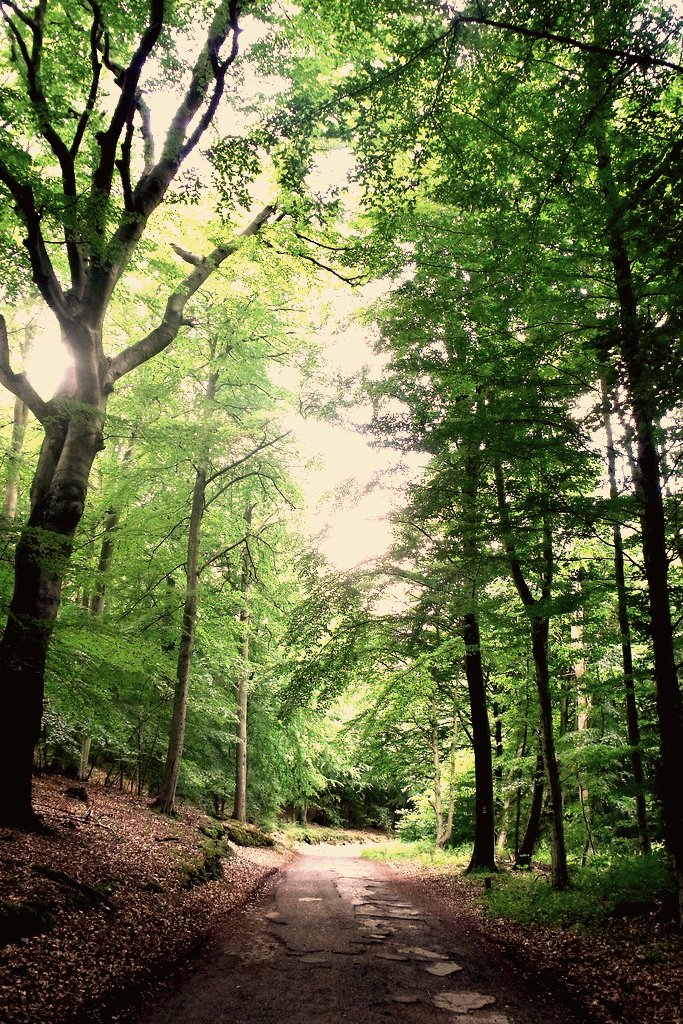Forests | Flickr