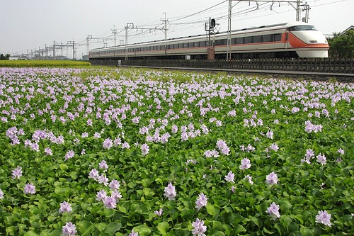 plant flower train canon scenery railway bloom efs1785mmf456isusm waterhyacinth aquaticplant ホテイアオイ commonwaterhyacinth eos40d canoneos40d