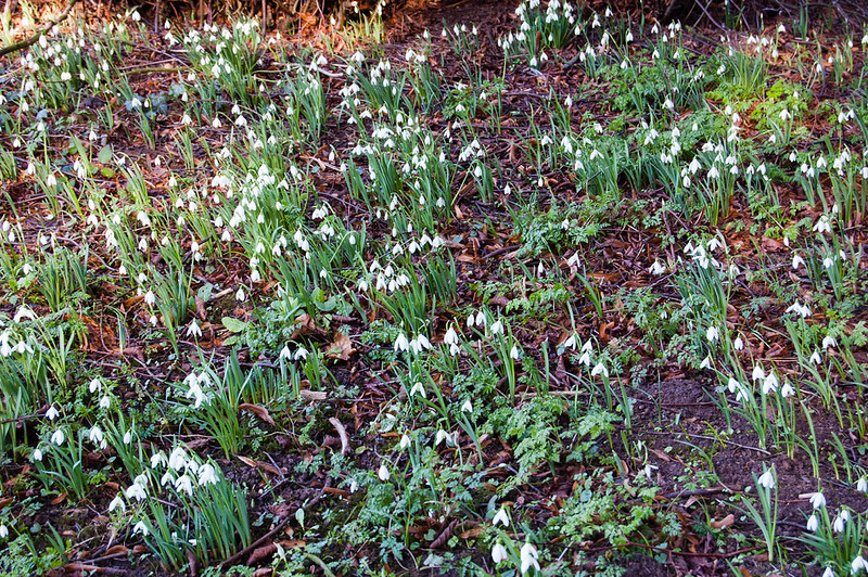 Snowdrops